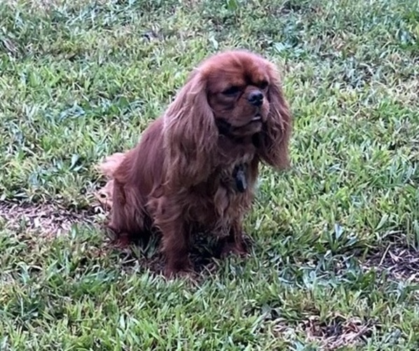 Medium Photo #1 Cavalier King Charles Spaniel Puppy For Sale in MCDONOUGH, GA, USA