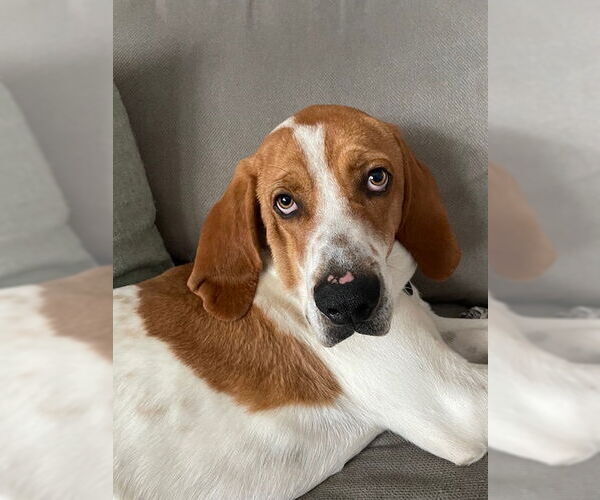 Medium Photo #1 Mutt Puppy For Sale in Genesee, WI, USA