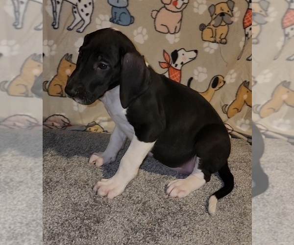 Medium Photo #3 Great Dane Puppy For Sale in DENHAM SPRINGS, LA, USA