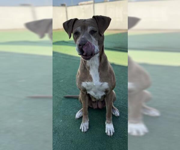 Medium Photo #4  Puppy For Sale in , 