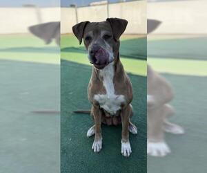 American Pit Bull Terrier-Unknown Mix Dogs for adoption in Redlands, CA, USA