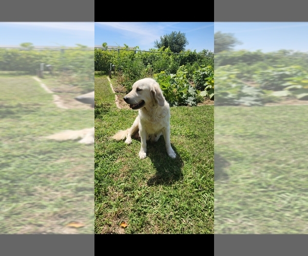 Medium Photo #2 English Cream Golden Retriever Puppy For Sale in ELVERTA, CA, USA