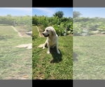 Snowy - Female English Cream Golden Retriever Dog for Adoption - Photo #2