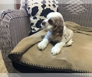 Cocker Spaniel Puppy for sale in CADDO, OK, USA