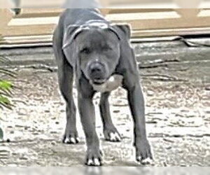 Miniature Schnauzer-Unknown Mix Dogs for adoption in Houston, TX, USA