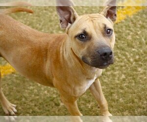 Black Mouth Cur-Unknown Mix Dogs for adoption in Tallahassee, FL, USA
