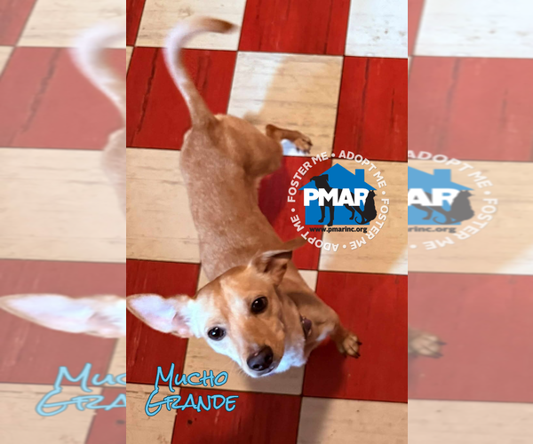 Medium Photo #1 Chihuahua-Unknown Mix Puppy For Sale in Binghamton, NY, USA