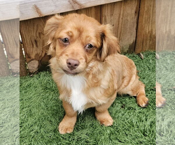 Medium Photo #1 Shiranian Puppy For Sale in Oakhurst, NJ, USA