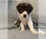 Small Photo #1 Border Collie Puppy For Sale in BERRIEN SPRINGS, MI, USA