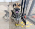 Small German Shepherd Dog
