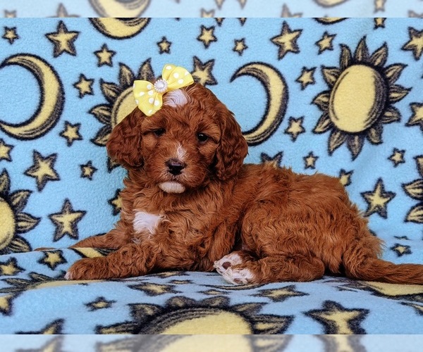 Medium Photo #1 Goldendoodle Puppy For Sale in LEOLA, PA, USA