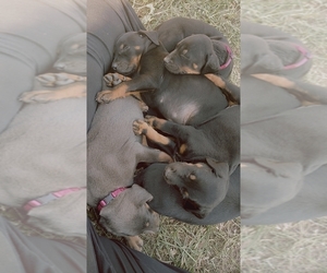 Rotterman Puppy for sale in FRANKLINTON, LA, USA