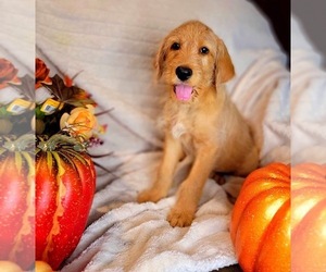Labradoodle Puppy for sale in COLLEGE STATION, TX, USA