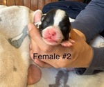 Small #2 Pomeranian