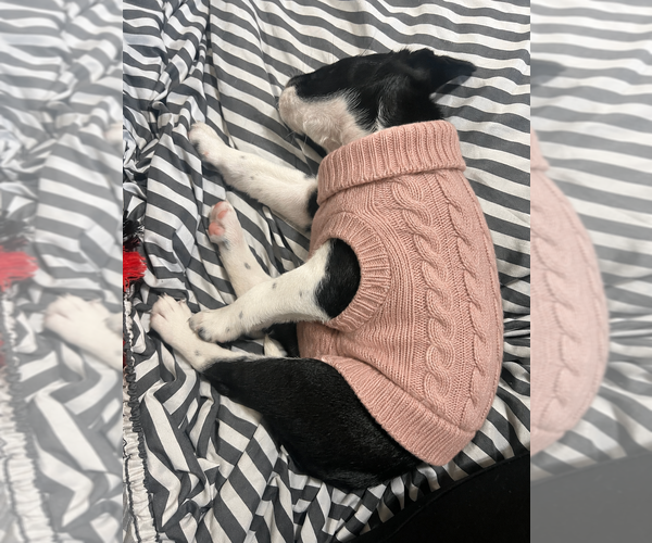 Medium Photo #6 Boston Terrier Puppy For Sale in BURLINGTON TOWNSHIP, NJ, USA