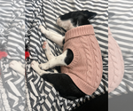 Small #5 Boston Terrier