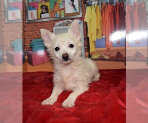 Pomsky Puppy for sale in BARNESVILLE, KS, USA