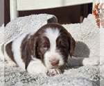 Small #5 English Springer Spaniel