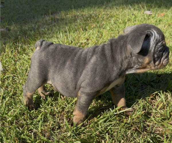 Medium Photo #2 Bulldog Puppy For Sale in PACE, FL, USA