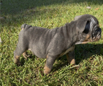 Small Photo #11 Bulldog Puppy For Sale in PACE, FL, USA