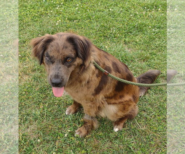 Medium Photo #2 Australian Shepherd-Unknown Mix Puppy For Sale in Cookeville, TN, USA