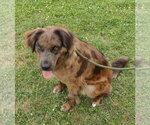 Small #1 Australian Shepherd Mix
