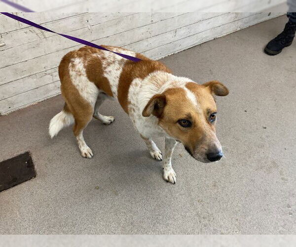 Medium Photo #1 Mutt Puppy For Sale in San Bernardino, CA, USA