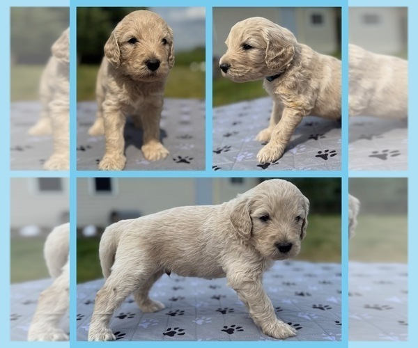 Medium Photo #1 Goldendoodle Puppy For Sale in HOWARD CITY, MI, USA