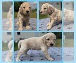 Puppy Kota Goldendoodle