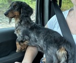 Small Photo #1 Dachshund Puppy For Sale in COLUMBIA, MO, USA