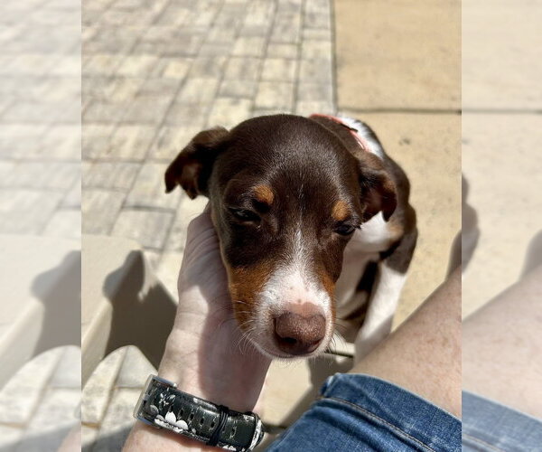 Medium Photo #3 Doxle Puppy For Sale in Mooresville, NC, USA