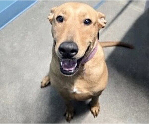 Medium Photo #1 Labrador Retriever-Unknown Mix Puppy For Sale in Houston, TX, USA