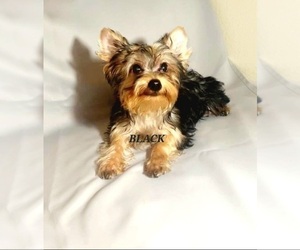Yorkshire Terrier Puppy for sale in MORENO VALLEY, CA, USA