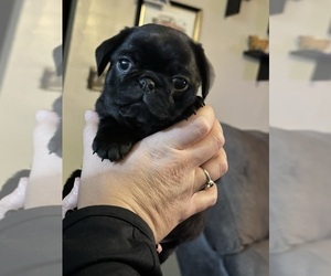Pug Puppy for sale in WESTPORT, IN, USA