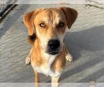 Small Black Mouth Cur Mix