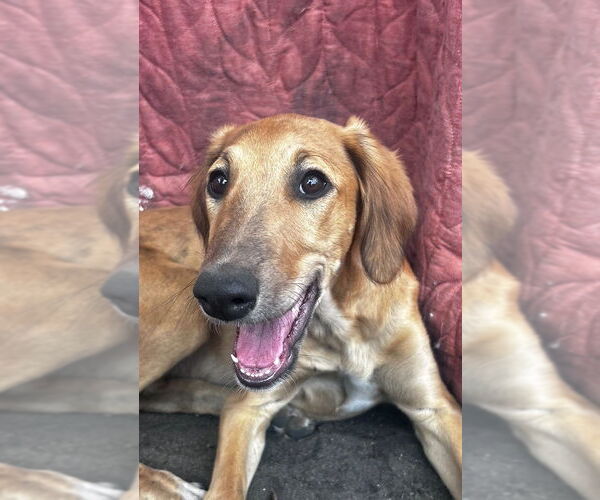 Medium Photo #2 Greyhound-Saluki Mix Puppy For Sale in Laramie, WY, USA