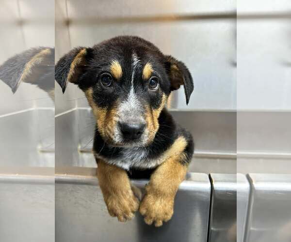 Medium Photo #20 Mutt Puppy For Sale in Highland, IL, USA