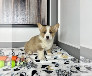 Pembroke Welsh Corgi Puppy for sale in FRANKLIN, IN, USA