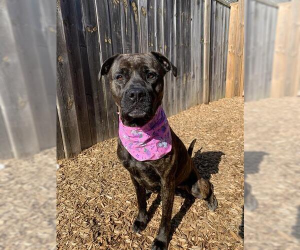 Medium Photo #2 Boxer-Unknown Mix Puppy For Sale in London, Ontario, Canada