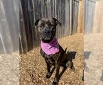 Small #1 Boxer Mix