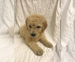 Goldendoodle-Poodle (Miniature) Mix Puppy for sale in TACOMA, WA, USA
