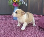 Small #4 Australian Shepherd-Cardigan Welsh Corgi Mix