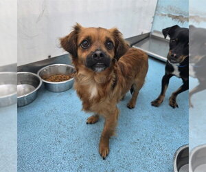 Dachshund Dogs for adoption in Long Beach, CA, USA