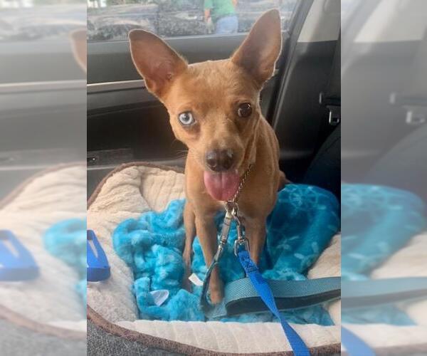 Medium Photo #7 Chipin Puppy For Sale in Plantation, FL, USA