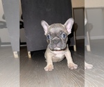 Small Photo #1 French Bulldog Puppy For Sale in GREENSBORO, NC, USA