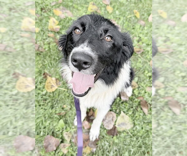 Medium Photo #4 Border Collie-Unknown Mix Puppy For Sale in Elmsford, NY, USA