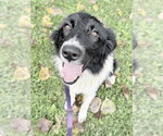 Small #3 Border Collie Mix