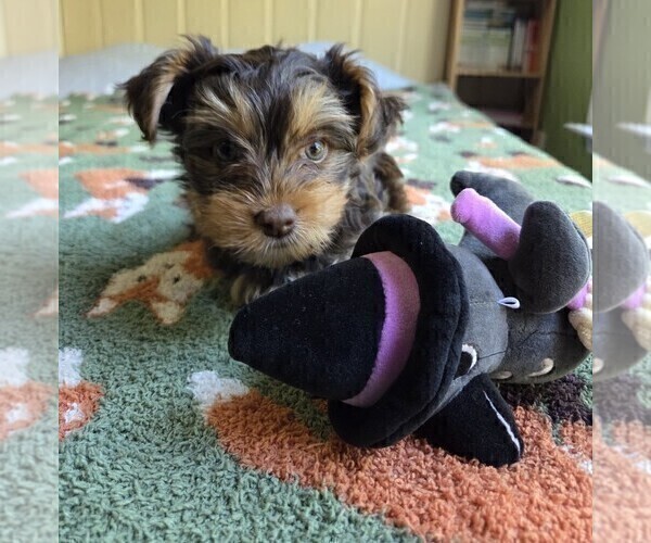 Medium Photo #7 Yorkshire Terrier Puppy For Sale in RHOADESVILLE, VA, USA