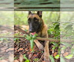 Small #3 Mutt