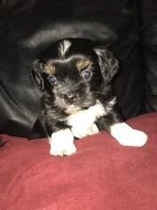Havanese Puppy for sale in LAKE ORION, MI, USA